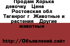 Продам Хорька девочку › Цена ­ 4 000 - Ростовская обл., Таганрог г. Животные и растения » Другие животные   